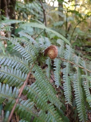 Diplopterygium glaucum