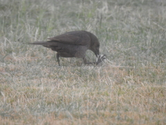 Molothrus bonariensis