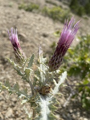 Cirsium barnebyi