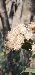 Baccharis salicifolia