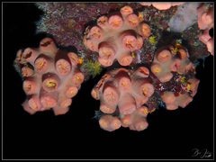 Tubastraea