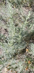 Artemisia californica