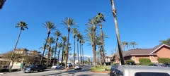 Washingtonia robusta