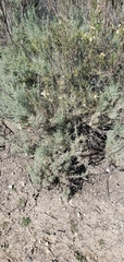Artemisia californica