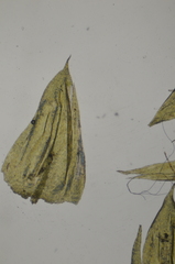 Eurhynchiastrum pulchellum