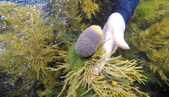 Phlyctenactis tuberculosa