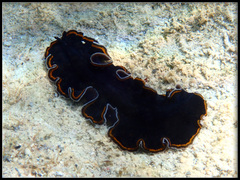 Pseudobiceros hancockanus