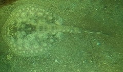 Urobatis jamaicensis