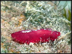 Pseudoceros rubronanus