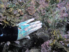 Evechinus chloroticus