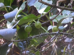 Clusia guatemalensis