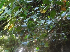 Clusia guatemalensis