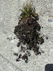 Clinopodium laxiflorum