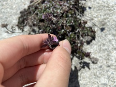 Clinopodium laxiflorum