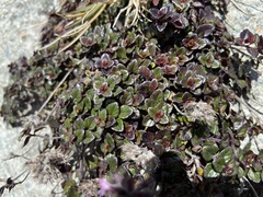 Clinopodium laxiflorum