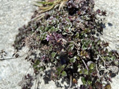 Clinopodium laxiflorum