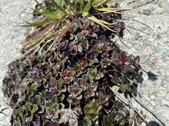 Clinopodium laxiflorum