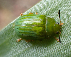 Calomela pallida