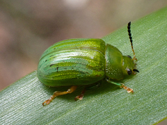 Calomela pallida