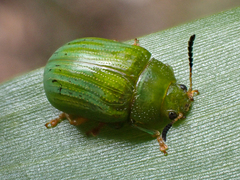 Calomela pallida
