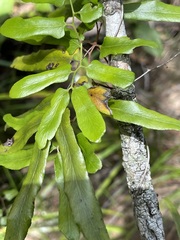 Lygodium reticulatum