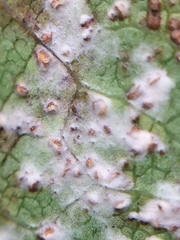 Phloeospora ulmi