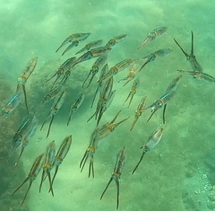 Sepioteuthis sepioidea