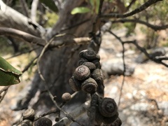 Eucalyptus baxteri