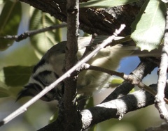 Baeolophus wollweberi