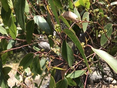 Eucalyptus baxteri
