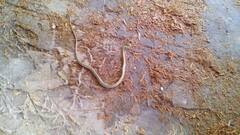 Dendrelaphis punctulatus