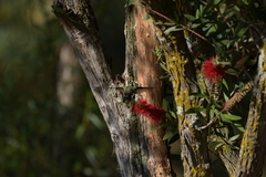 Cynanthus latirostris