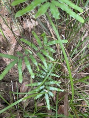 Lygodium reticulatum