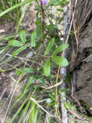 Lygodium reticulatum
