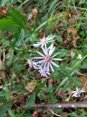 Symphyotrichum retroflexum
