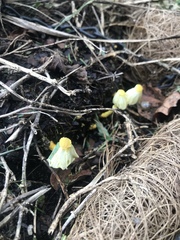 Leucocoprinus birnbaumii image