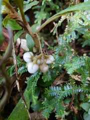 Rhynchotechum discolor