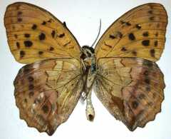 Argynnis sagana