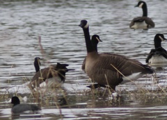 Branta canadensis occidentalis