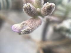 Astragalus lutosus