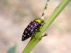 Diphucrania leucosticta