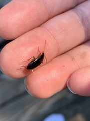 Platyninae