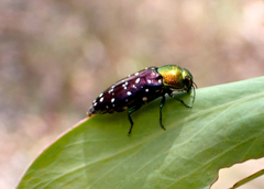 Diphucrania leucosticta