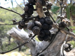 Eucalyptus baxteri