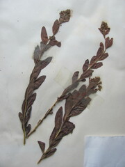 Comandra umbellata umbellata