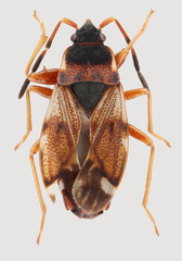 Scolopostethus diffidens