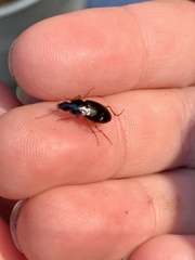 Platyninae