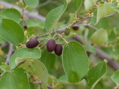 Ziziphus