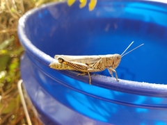Melanoplus differentialis