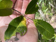 Melodinus australis